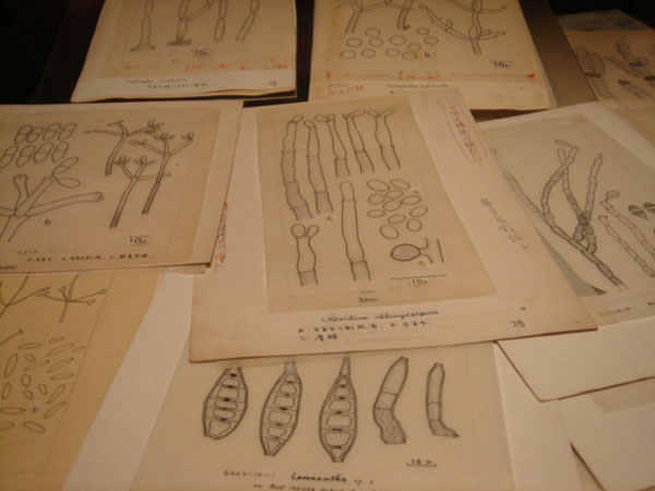 kinoko5