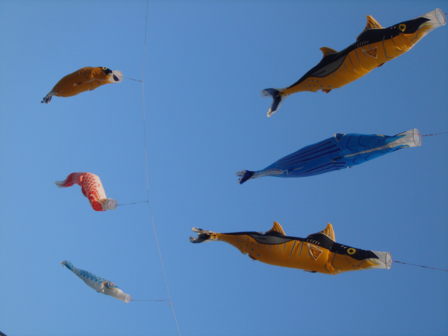 KOI3